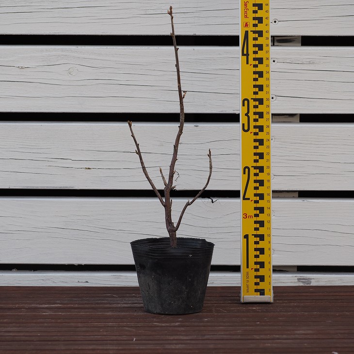 楽天市場】[楽天市場店限定価格] ◇グリGO!ガーデニング応援祭