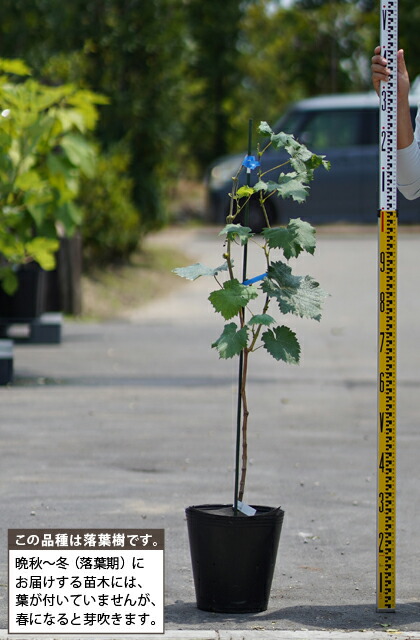 土介さま専用出品 春峰 3年生 苗木 土介さま専用出品 春峰 3年生 苗木