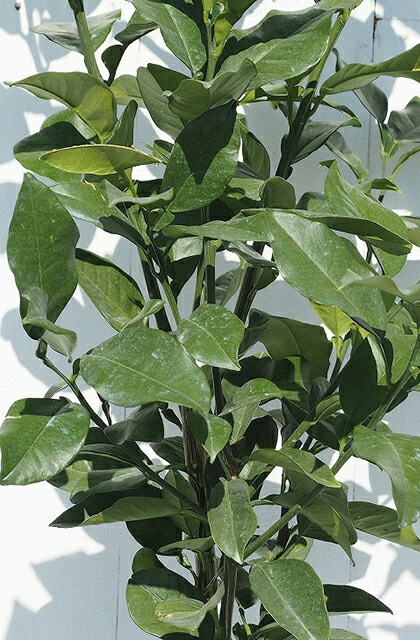 楽天市場】オレンジ 苗木 【甘夏 （あまなつ）】 3年生 接ぎ木 約1.0m