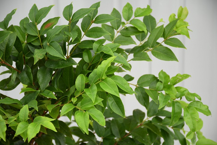 楽天市場】ジャボチカバ 苗 【四季成り性 ジャボチカバ】 3年生 実生