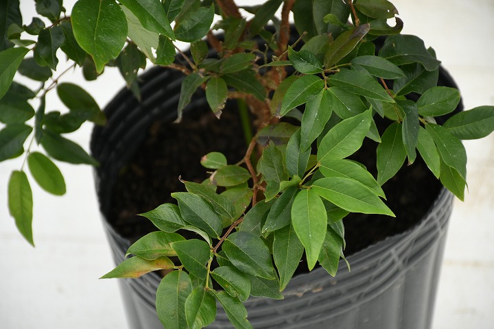 楽天市場】ジャボチカバ 苗 【四季成り性 ジャボチカバ】 3年生 実生