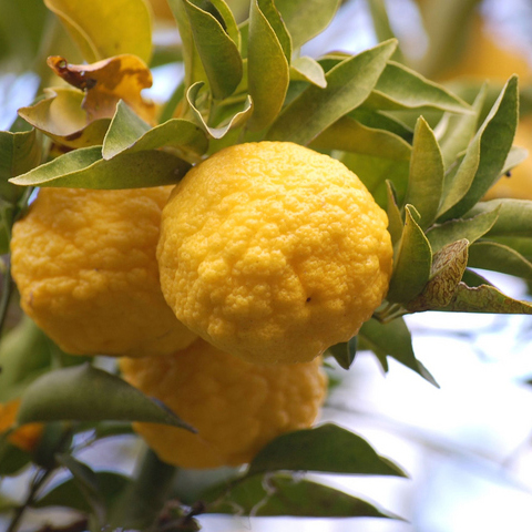 楽天市場】ゆず 苗 【花柚子 （ハナユズ）】 3年生 接ぎ木 約1.0m 大苗