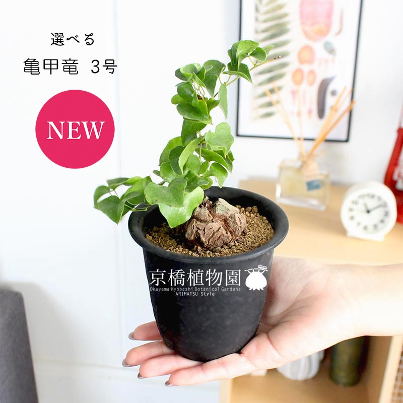 楽天市場】【現品】アフリカ亀甲竜 3号 黒鉢（1〜5）【選べる観葉植物