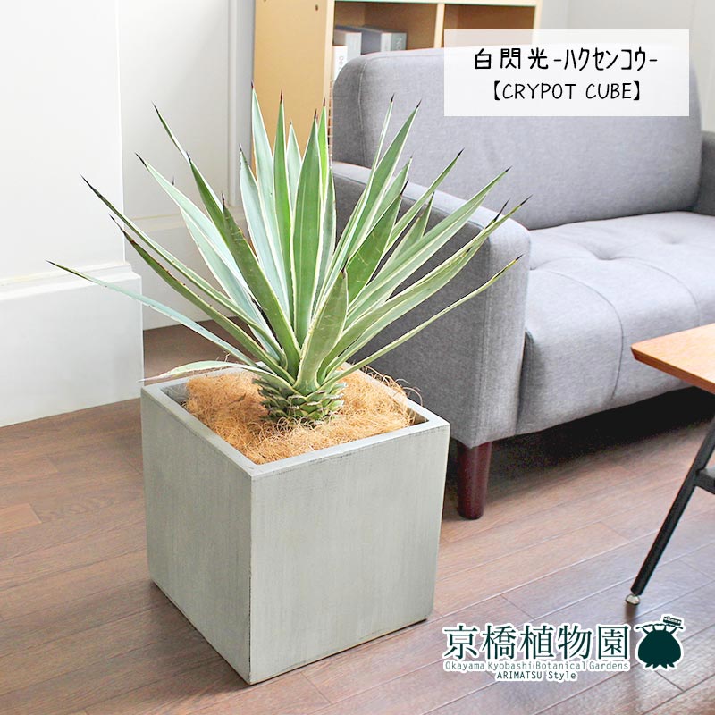 楽天市場】アガベ 白閃光（ハクセンコウ）【大型】 : 花のアリマツ楽天