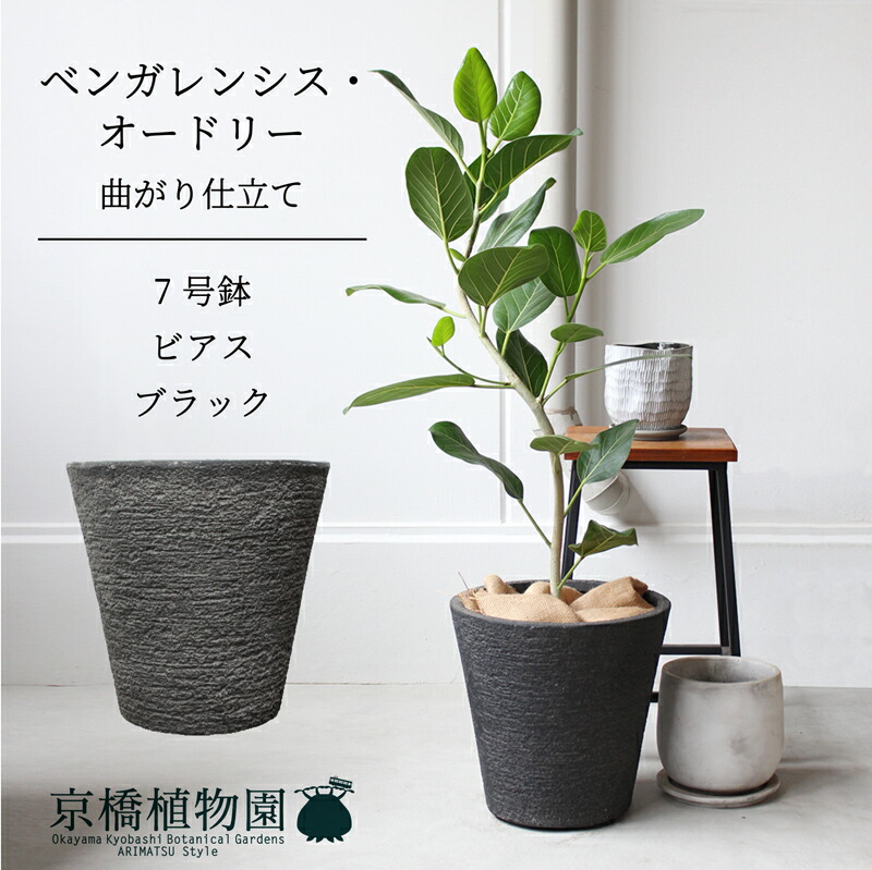楽天市場】【ビアス鉢カバー：ブラック】フィカス・ベンガレンシス