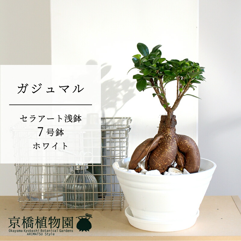 楽天市場】7号 ガジュマルの通販