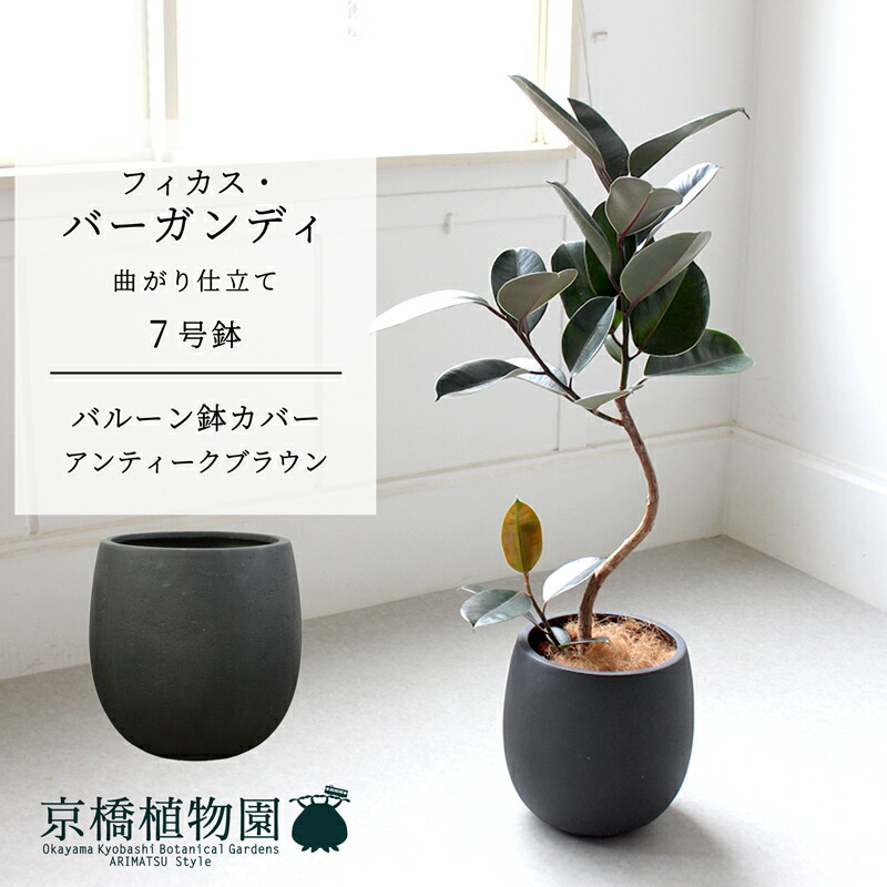 楽天市場】【バルーン鉢カバー：アンティークブラウン】フィカス