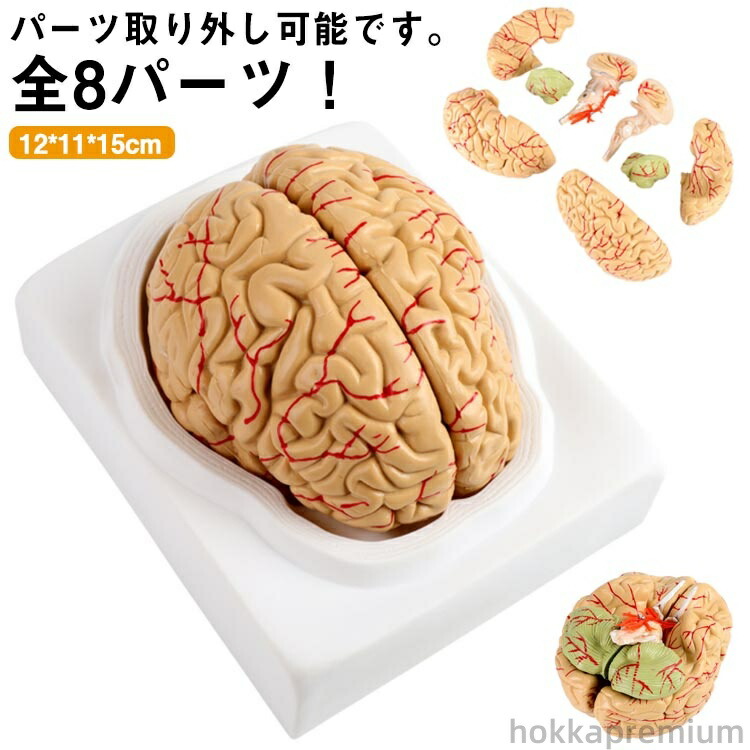 楽天市場】【送料無料】頭蓋骨モデル 学習用 高性能 医学教材 全8