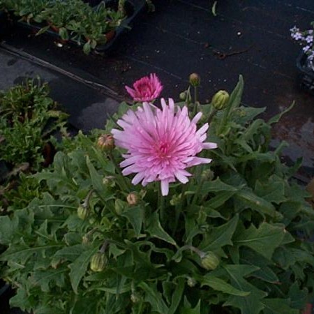 楽天市場】たんぽぽ 苗の通販