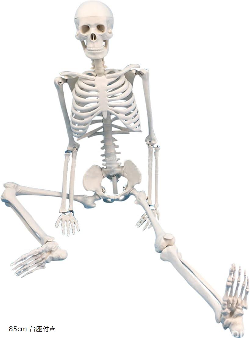 楽天市場】人体模型 骨格標本 全身 直立型 関節可動 骸骨 教材