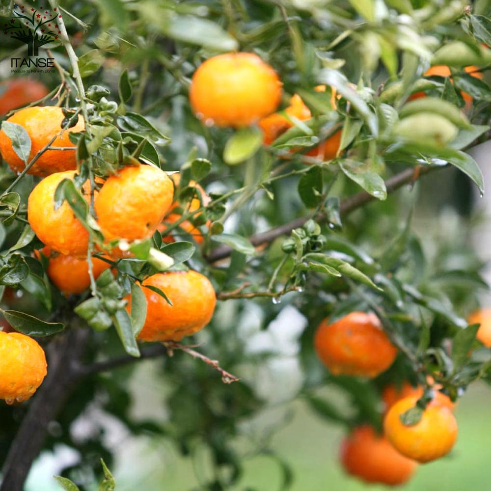 楽天市場】【送料無料】紀州種無し小みかん ( 品種：無核紀州 ) みかん