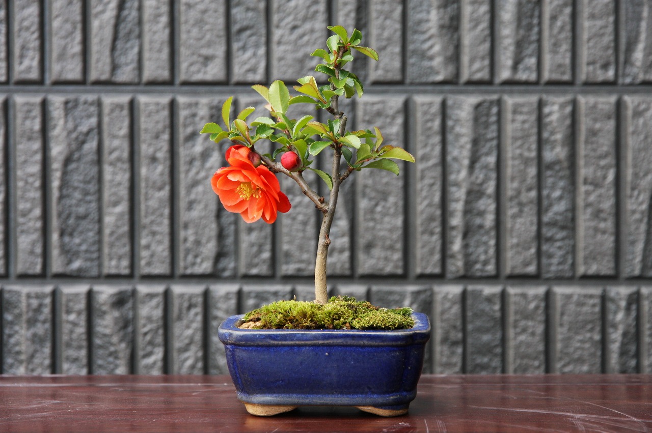 楽天市場】（株）一樹園 彩良長寿梅（八重咲き） 小品盆栽／樹齢4年