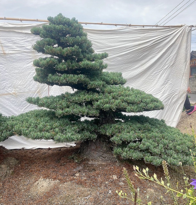 楽天市場】（株）一樹園 宮島五葉松 庭木／樹齢150年 樹勢、根良好