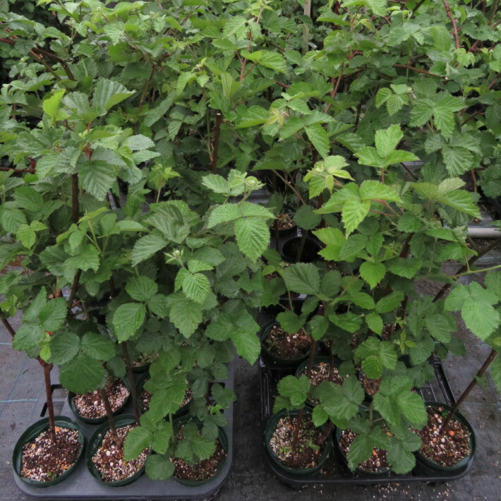 楽天市場】ブラックベリー 《トリプルクラウン》 【地掘り大株苗