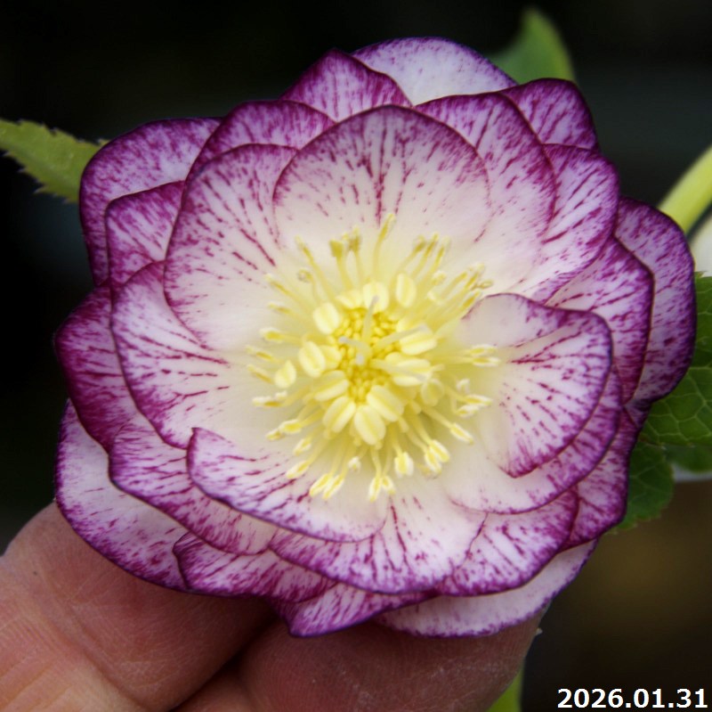 楽天市場】クリスマスローズ ホワイトゴールドの通販