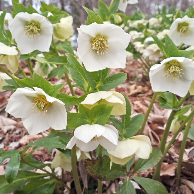 楽天市場】【クリスマスローズ属】一重咲き 3株セット9cmポット（花色
