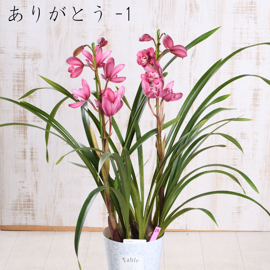 楽天市場】【セール品】 テーブル シンビジューム 4.5号 2本立ち