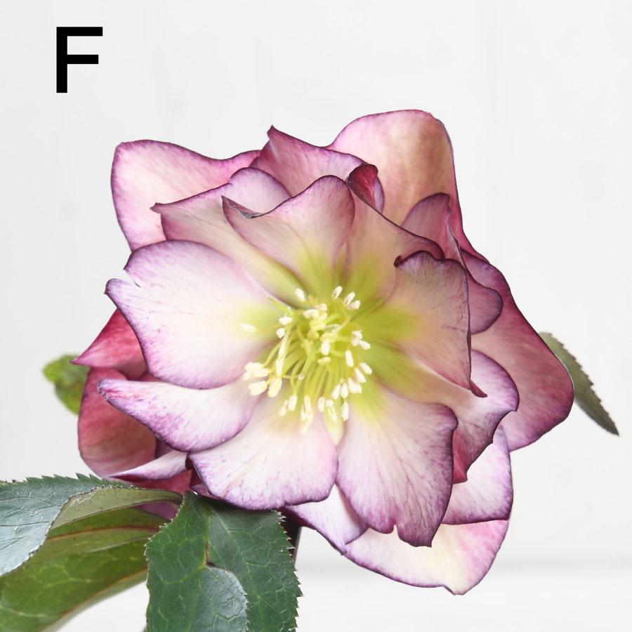 楽天市場】クリスマスローズ 【平田さん】【現品販売】 開花株 5号鉢