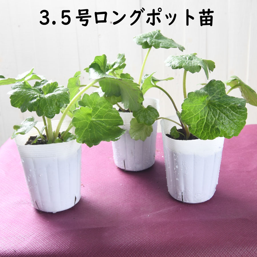 楽天市場】ラナンキュラス ランドセル 3.5号ポット苗 【2025年12月入荷