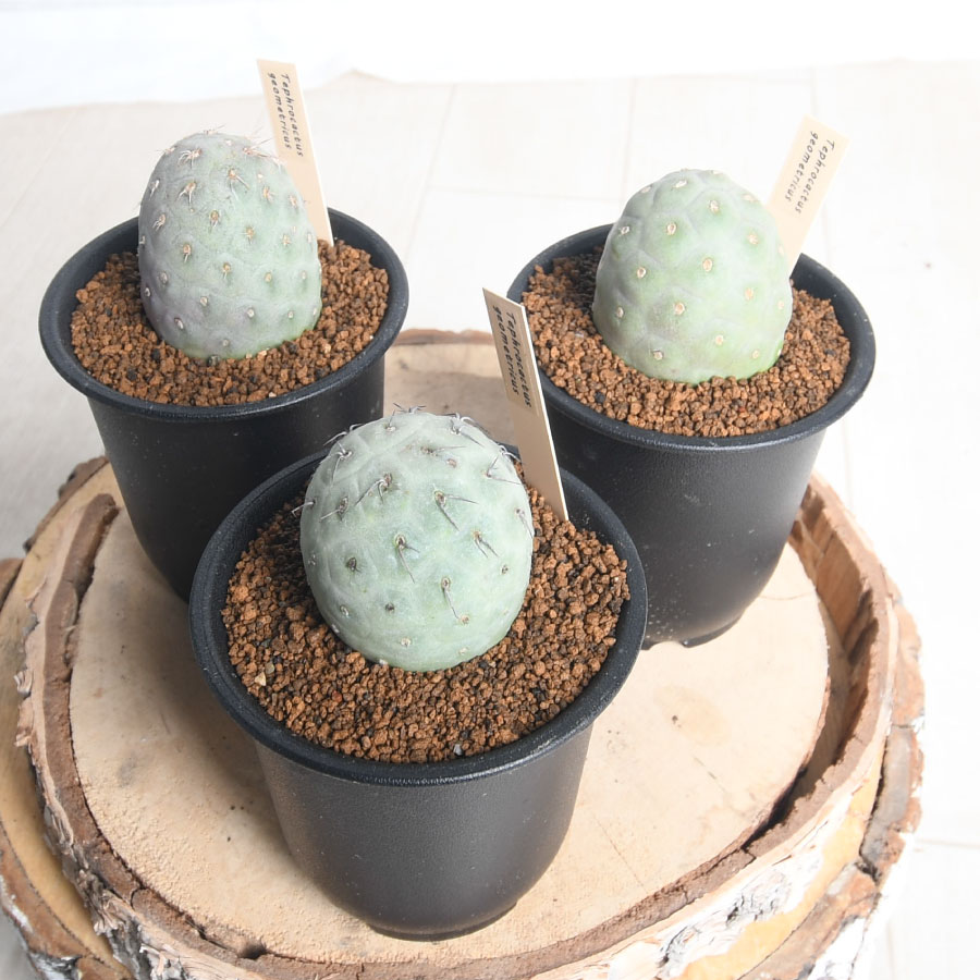 楽天市場】テクロカクタス ゲオメトリクス 3号 【送料無料】 サボテン