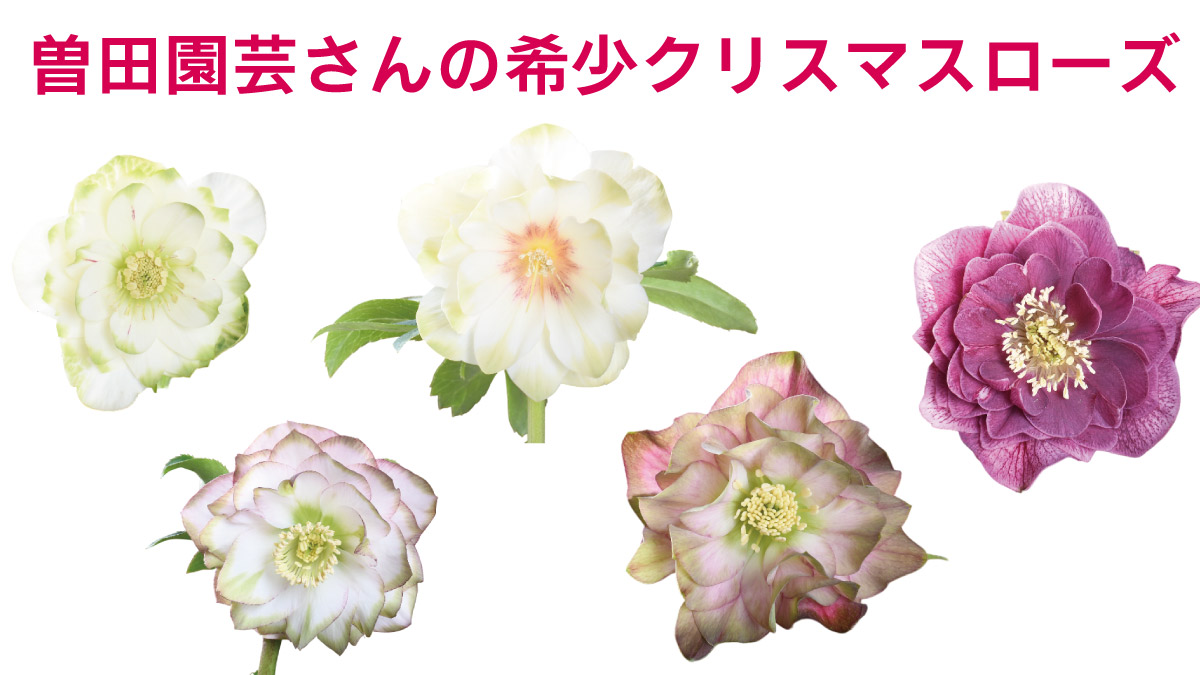 楽天市場 | Fleur Town 吉本花城園 - 曽田園芸さんの希少クリスマス