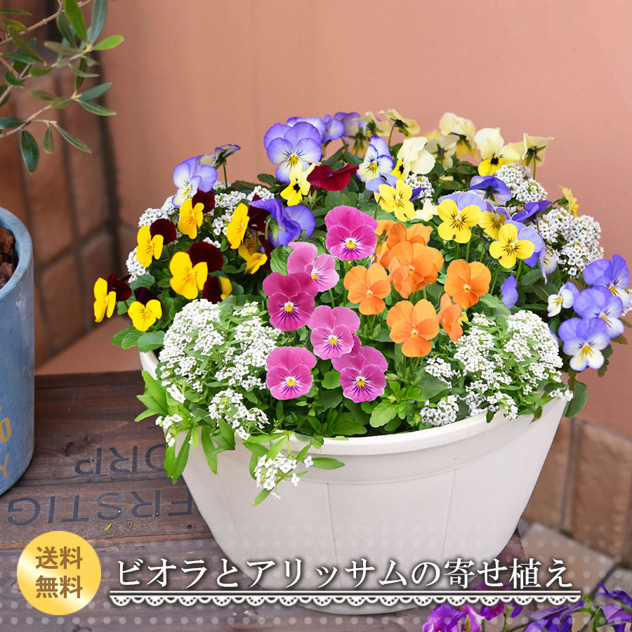 楽天市場】【12月下旬から順次発送】寄せ植え ひみつのビオラと