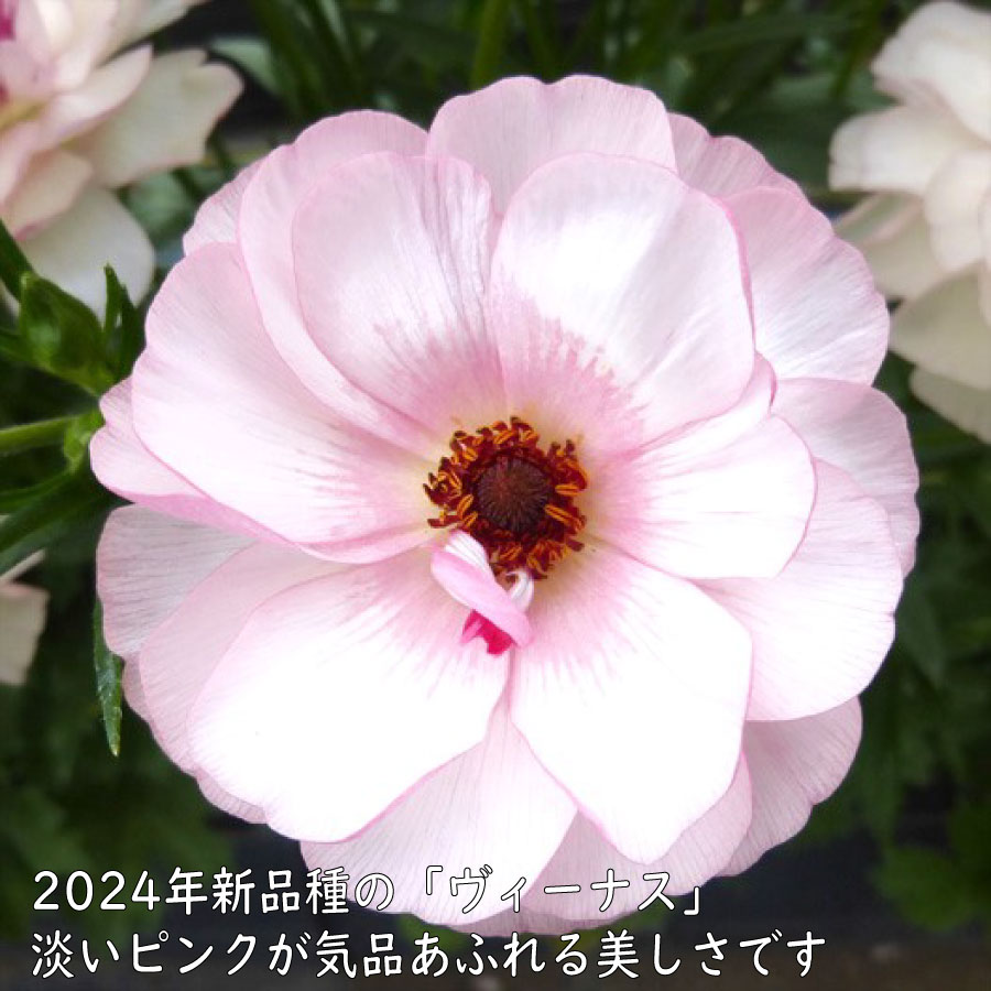 楽天市場】ラナンキュラス ラックス おまかせ4鉢セット 4.5号鉢 今期