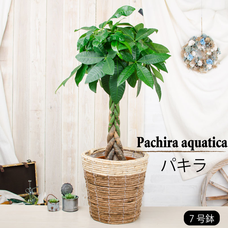 楽天市場】観葉植物 大型 プレゼント パキラ 7号鉢〜6号鉢 鉢植え