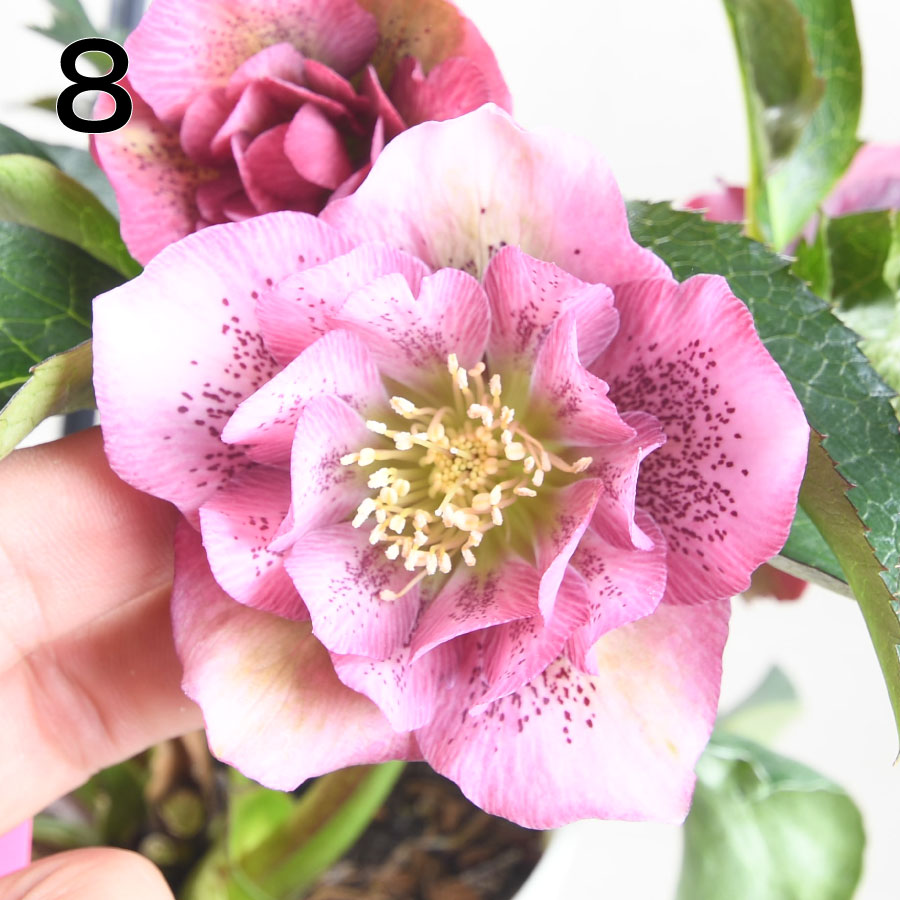 楽天市場】クリスマスローズ 【森花園さん】【現品販売】 ダブルエレン