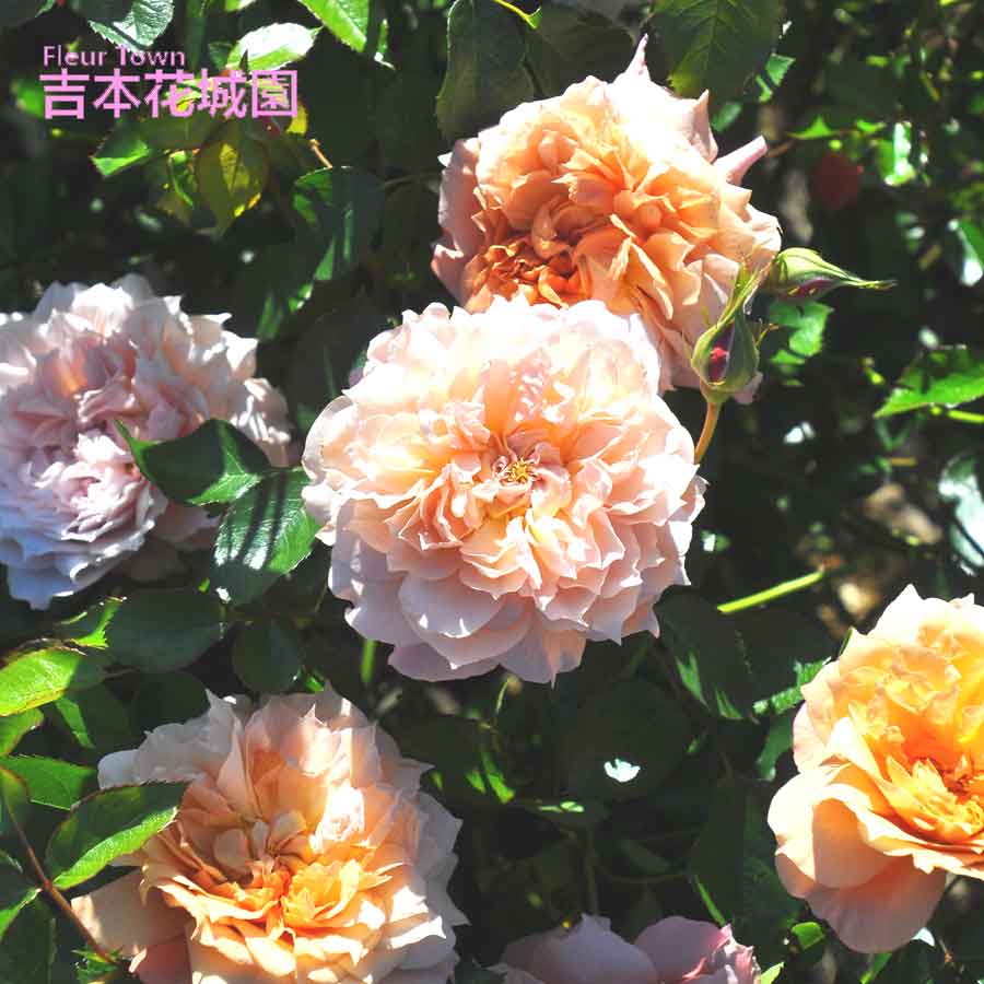 楽天市場】特選 バラ苗 ルサブリエ ロサオリエンティス 四季咲き 茶色