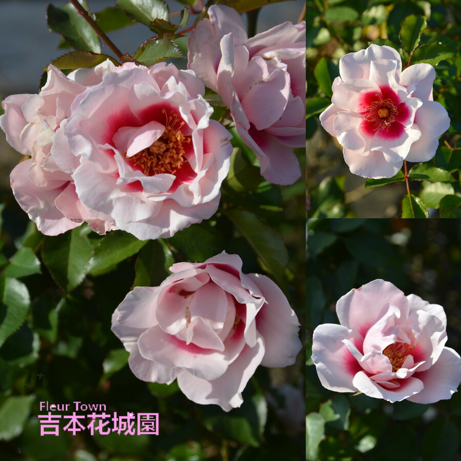 楽天市場】特選 バラ苗 こころね ロサオリエンティス プログレッシオ