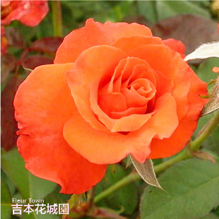楽天市場】バラ苗 テキーラ フロリバンダ ローズ 橙系 2年生 大苗 バラ