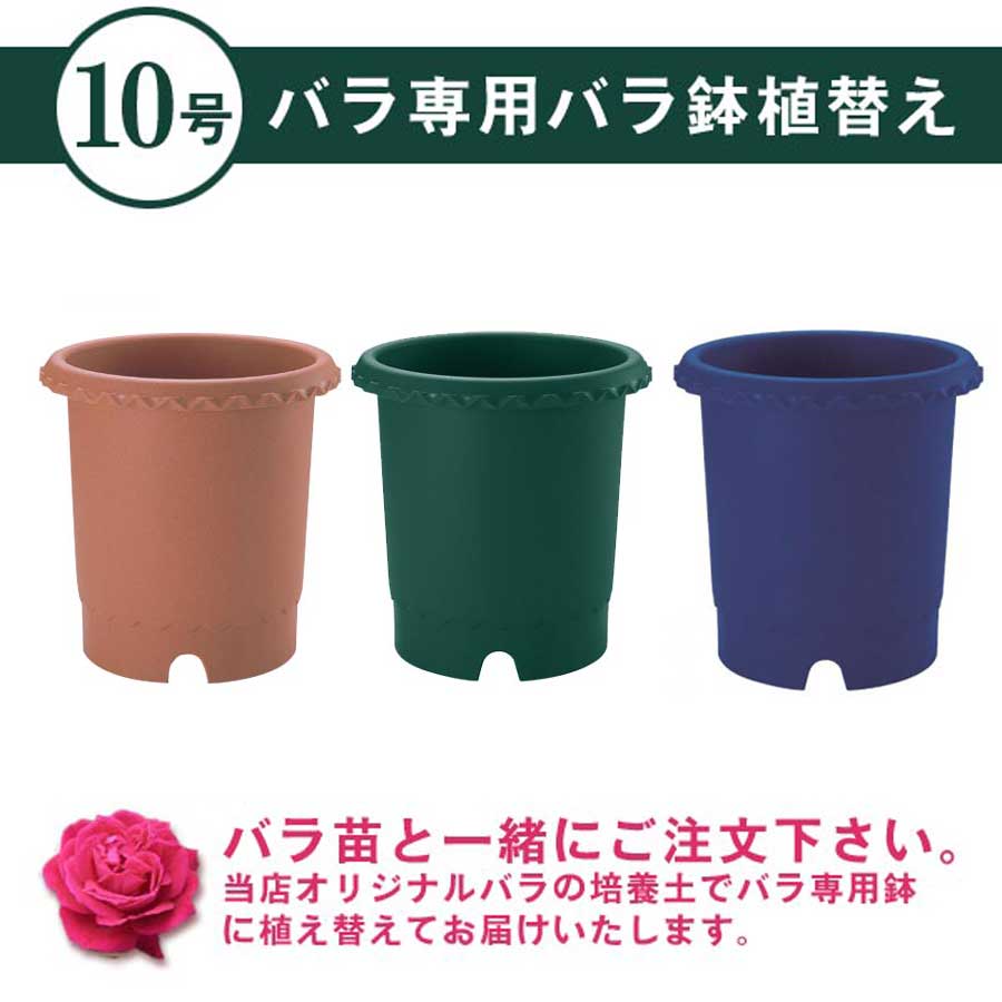 楽天市場】バラ専用 10号鉢 バラ鉢に植え替えてお届け リッチェル