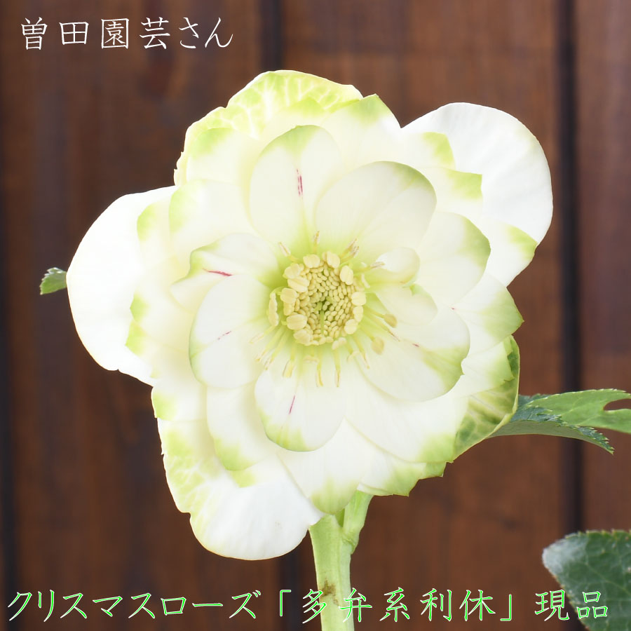 楽天市場 | Fleur Town 吉本花城園 - 曽田園芸さんの希少クリスマス