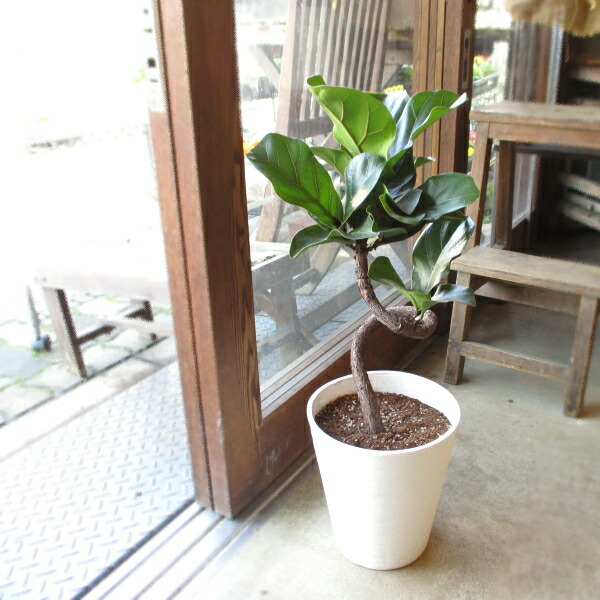 楽天市場】カシワバゴムの木 バンビーノ 曲がり仕立て 7号鉢サイズ