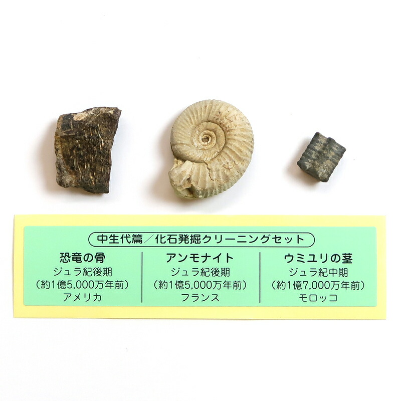 楽天市場】化石発掘クリーニングセット パートII／中生代編 キット