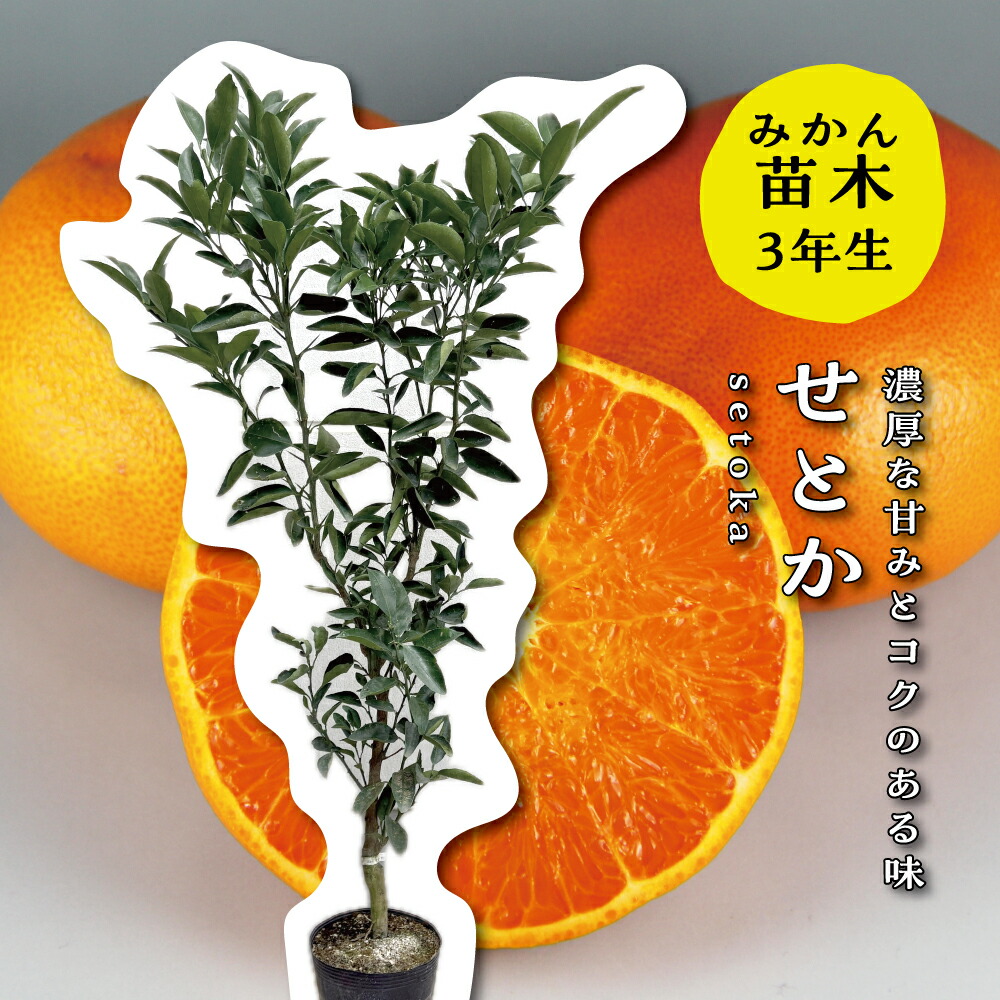 楽天市場】せ とか 苗木 3 年生の通販