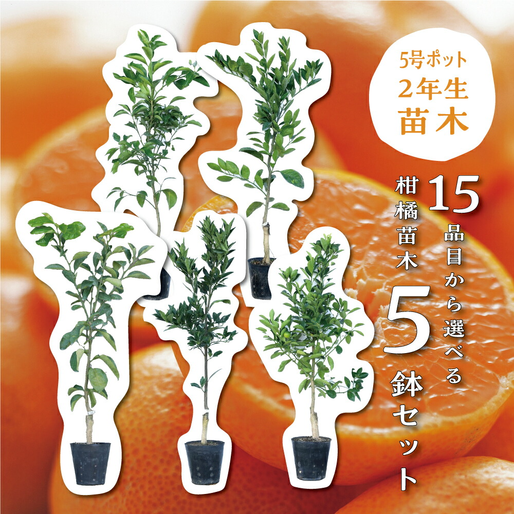 楽天市場】せ とか 苗木 3 年生の通販