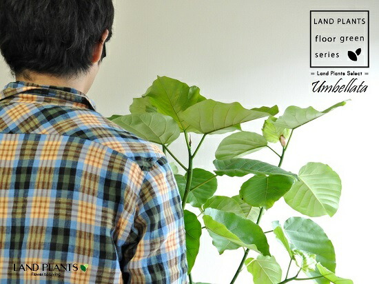 楽天市場】ウンベラータ（大型：自然樹形） 10号 白色 セラアート鉢