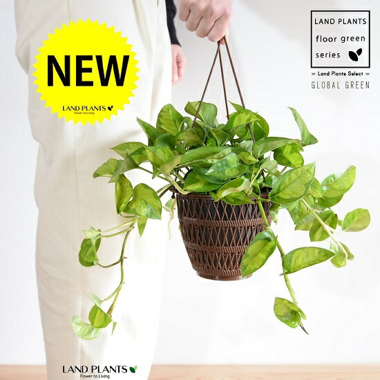楽天市場】観葉植物 ハンギング（種類（植物）ポトス）の通販