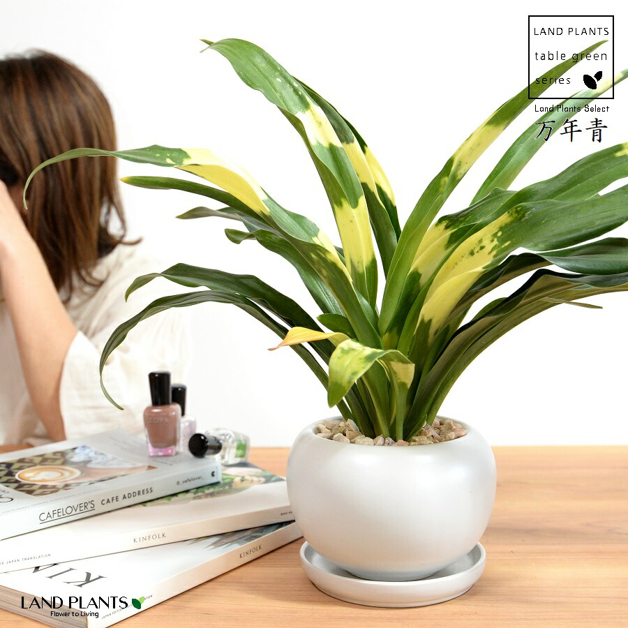 楽天市場】万年青（観葉植物｜花・観葉植物）：花・ガーデン・DIYの通販
