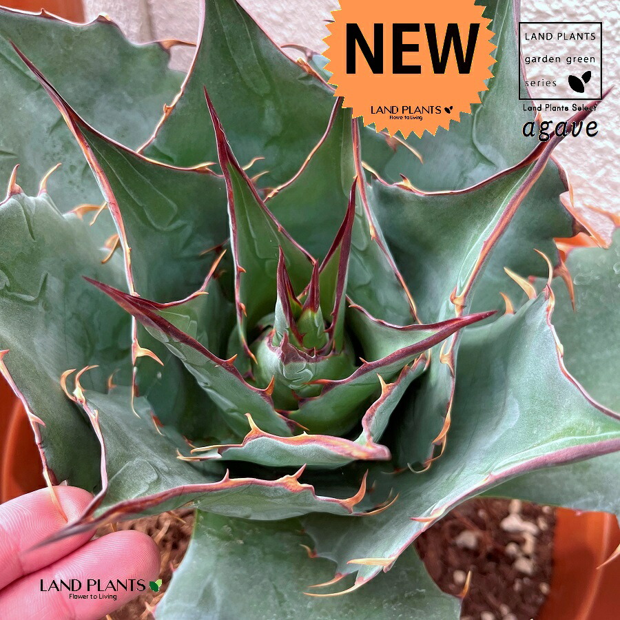 楽天市場】アガベ（パラサナ） 13号 プラスチック鉢 1鉢 アロエ アガペ