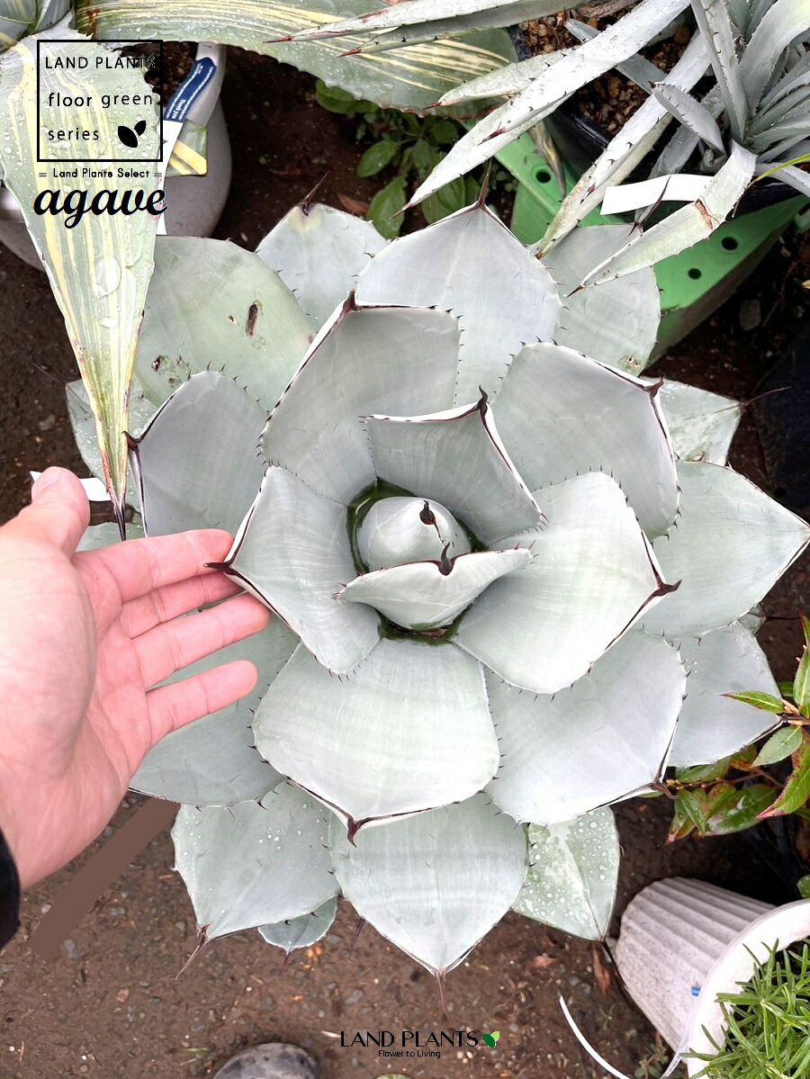 楽天市場】アガベ（トルンカータ） 8号 ポット苗 1鉢 アガベ・パリー