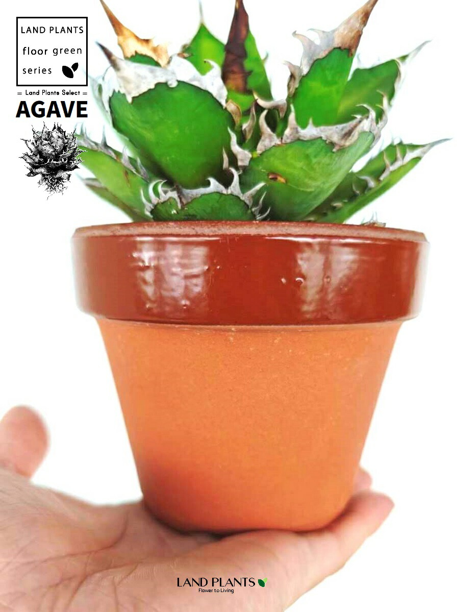 楽天市場】アガベ（チタノタ） 昔ながらの 駄温鉢 4号 深型 1鉢 【ココ