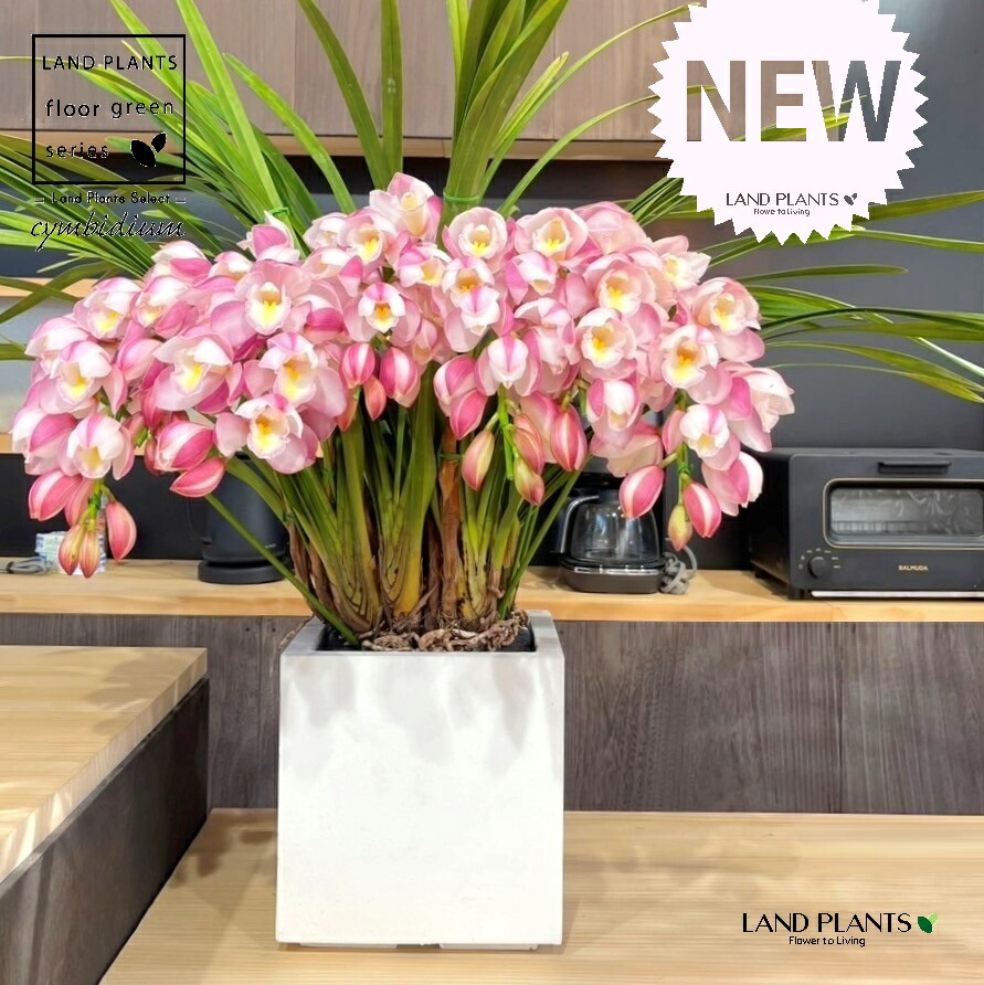 ☆シンビジューム☆CYM あんみつ姫☆アーチ☆陶器7号鉢☆5F