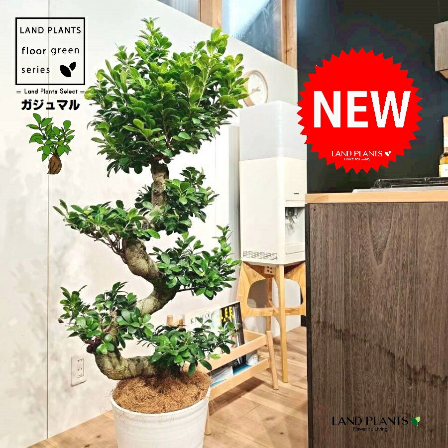 観葉植物 10号 ガジュマル」の人気商品一覧 | 安い商品を通販サイト