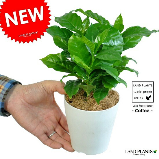 楽天市場】【お試し】 コーヒーの木 つやつや葉 4号 白鉢カバーセット