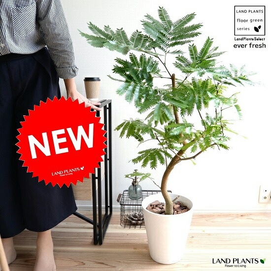 楽天市場】エバーフレッシュ 8号 ホワイト セラアート鉢 鉢植え 鉢 苗