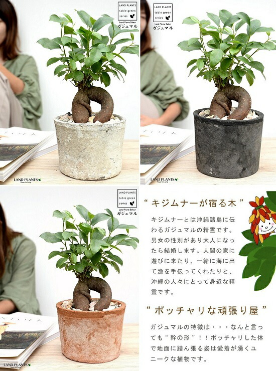 楽天市場】【3色選べる】ガジュマル （幹太） 白色 or 茶色 or 黒色