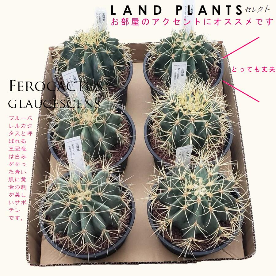 楽天市場】サボテン（王冠竜：オウカンリュウ） 5号 黒色 プラスチック